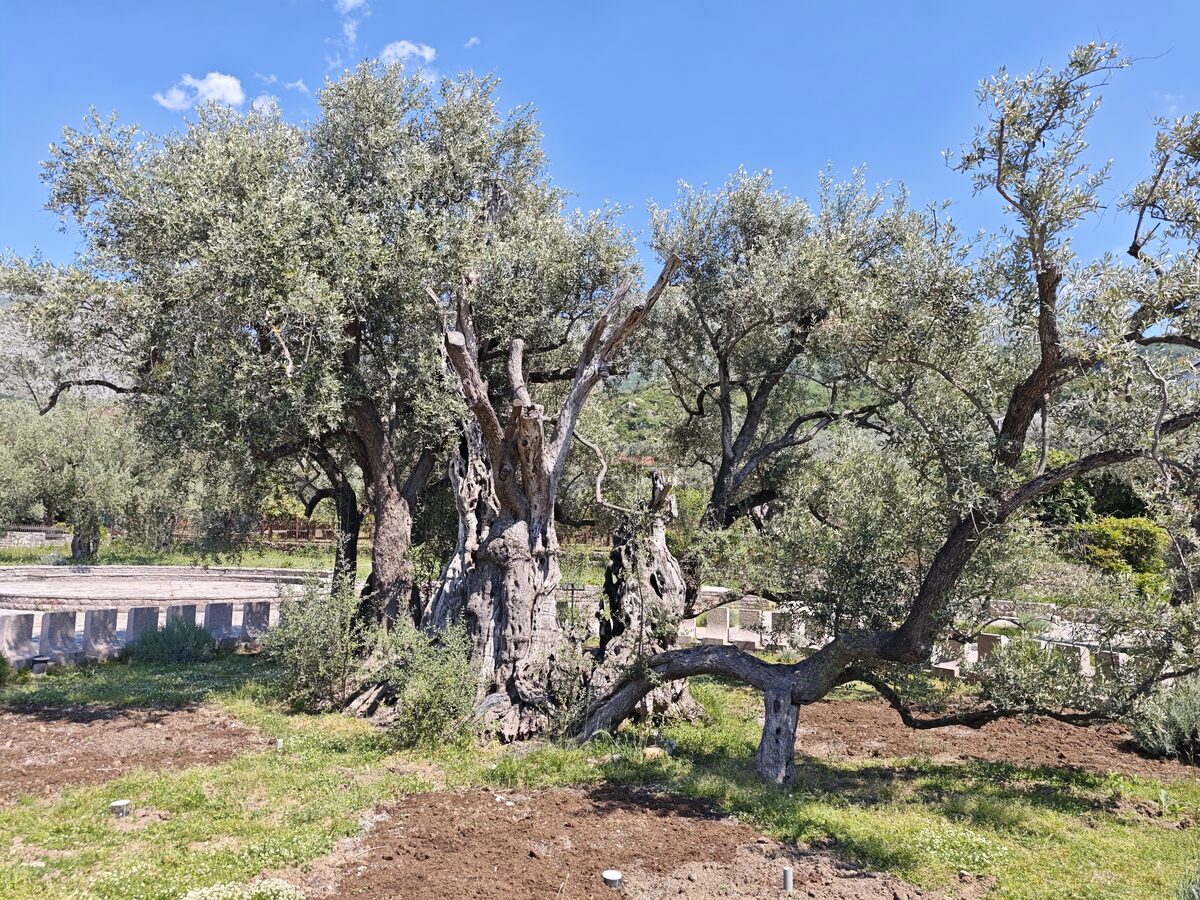 Stara Maslina — der über 2.000 Jahre alte Olivenbaum bei Mirovica, mit umlaufendem Pfad